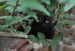 Kitty - Paws4thort 5