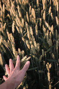 Hand_in_wheat