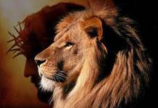 Lion of Judah 1
