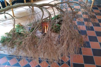 Burning Bush at Acorn