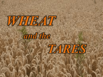wheat-and-tares